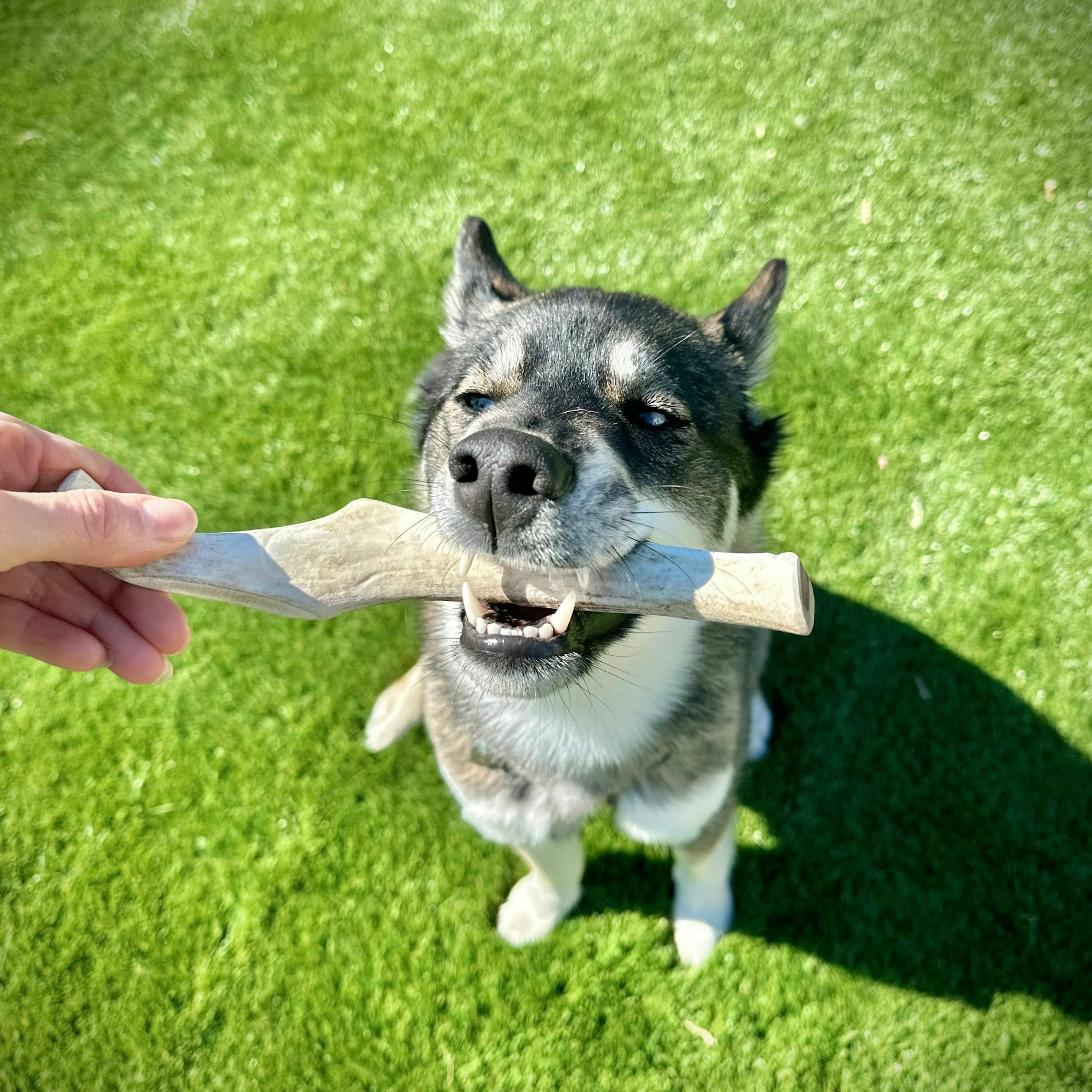 A hand feeding a large Farmto-pettreats Whole Reindeer Antler to a black and white Husky dog at a grassy outdoors.
