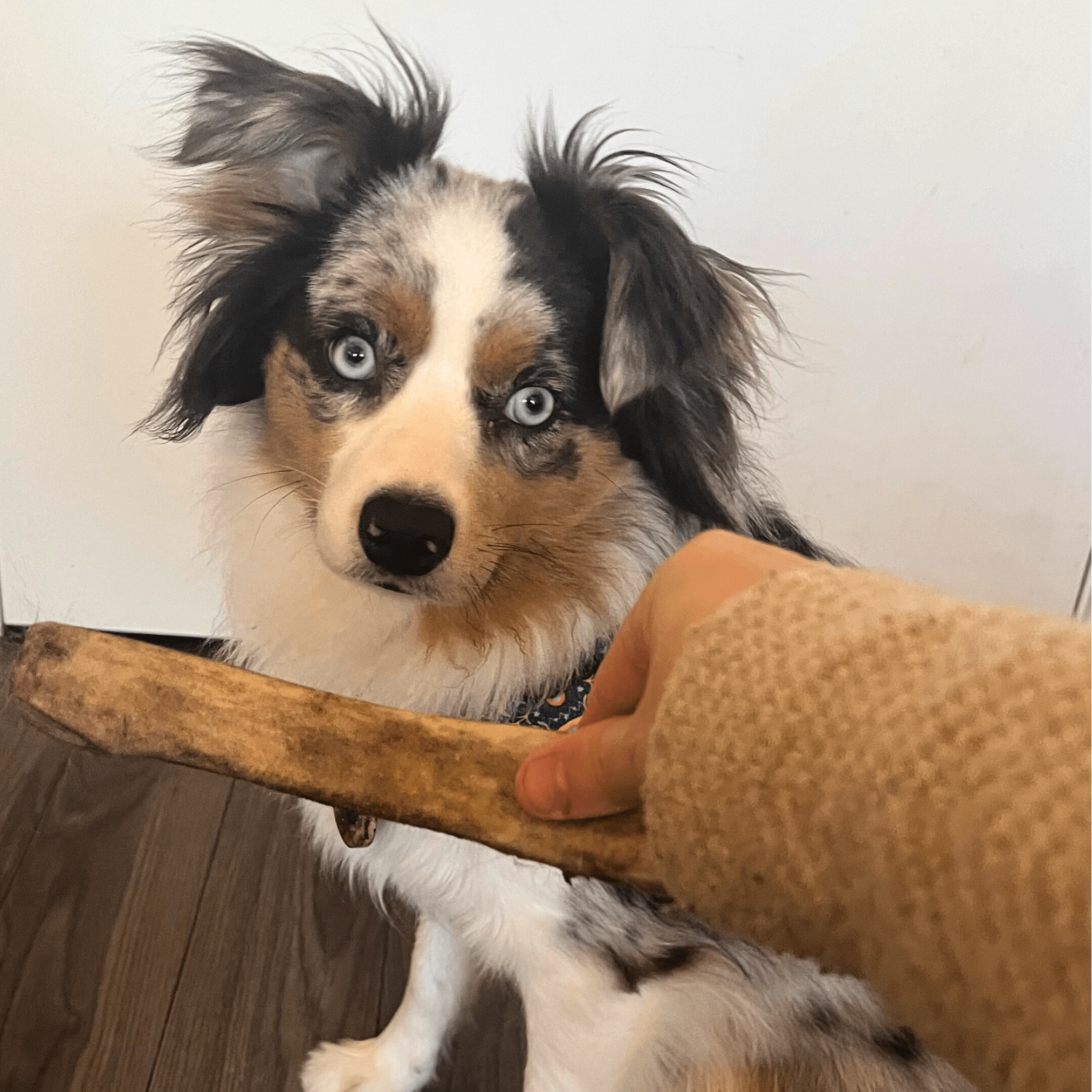 A hand holding a large Farmto-pettreats Whole Reindeer Antler in front of an Australian Shepperd dog in a wooden floor.