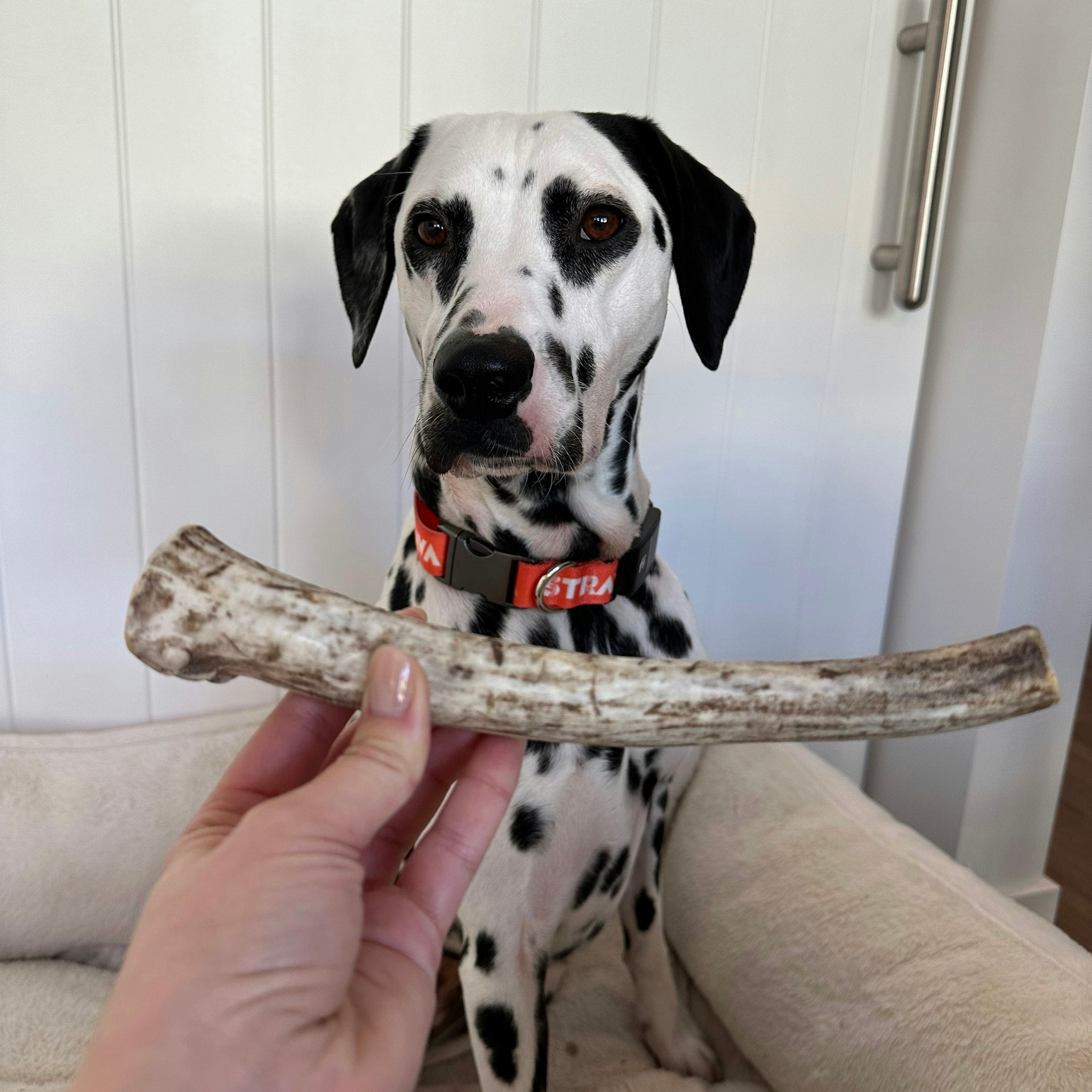 A hand holding a Large Farmto-pettreats Whole Reindeer Antler in front of a sitting dalmatian dog in a couch.