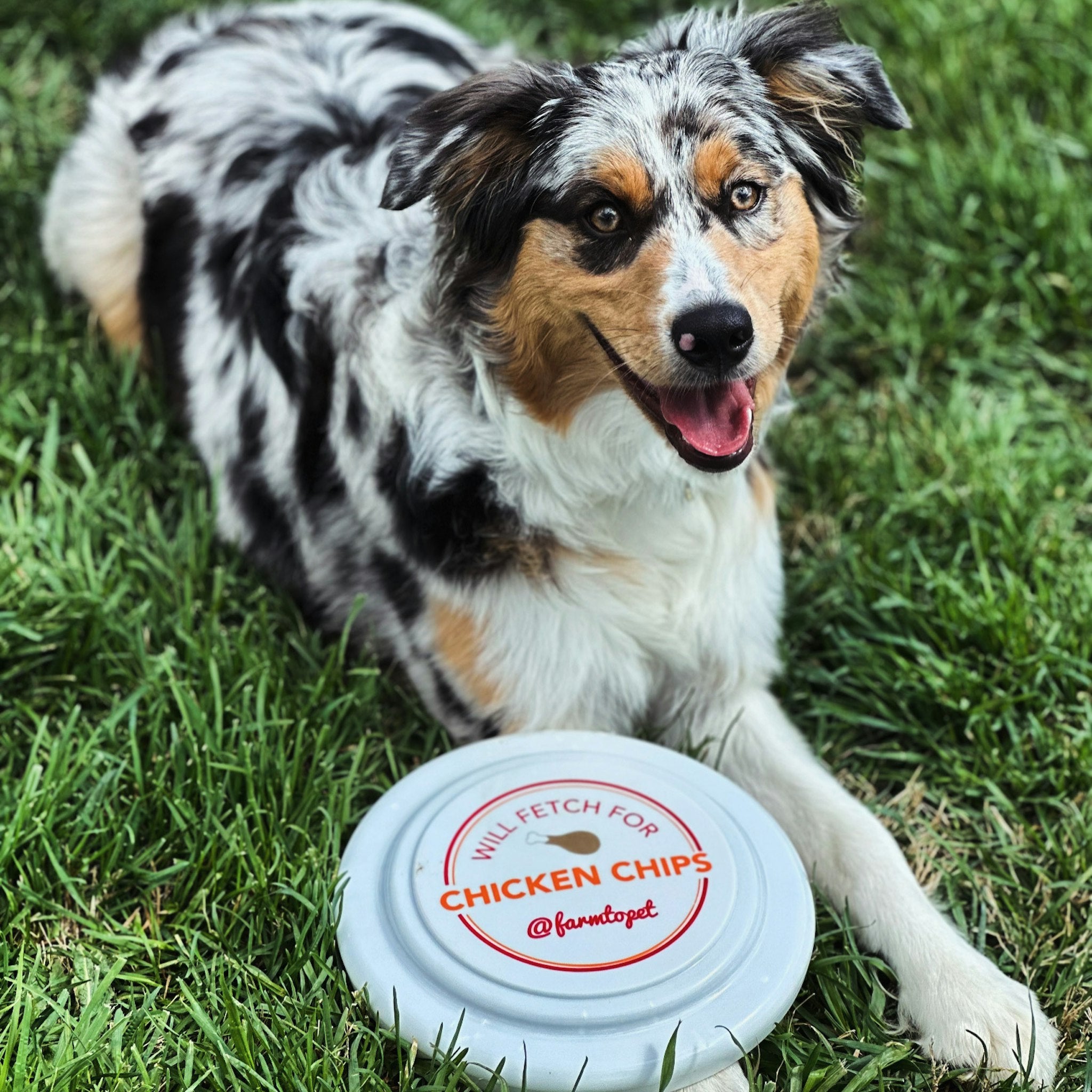 An Australian Shepherd dog laying next to A Farmto-pettreats frisbee in the grass.