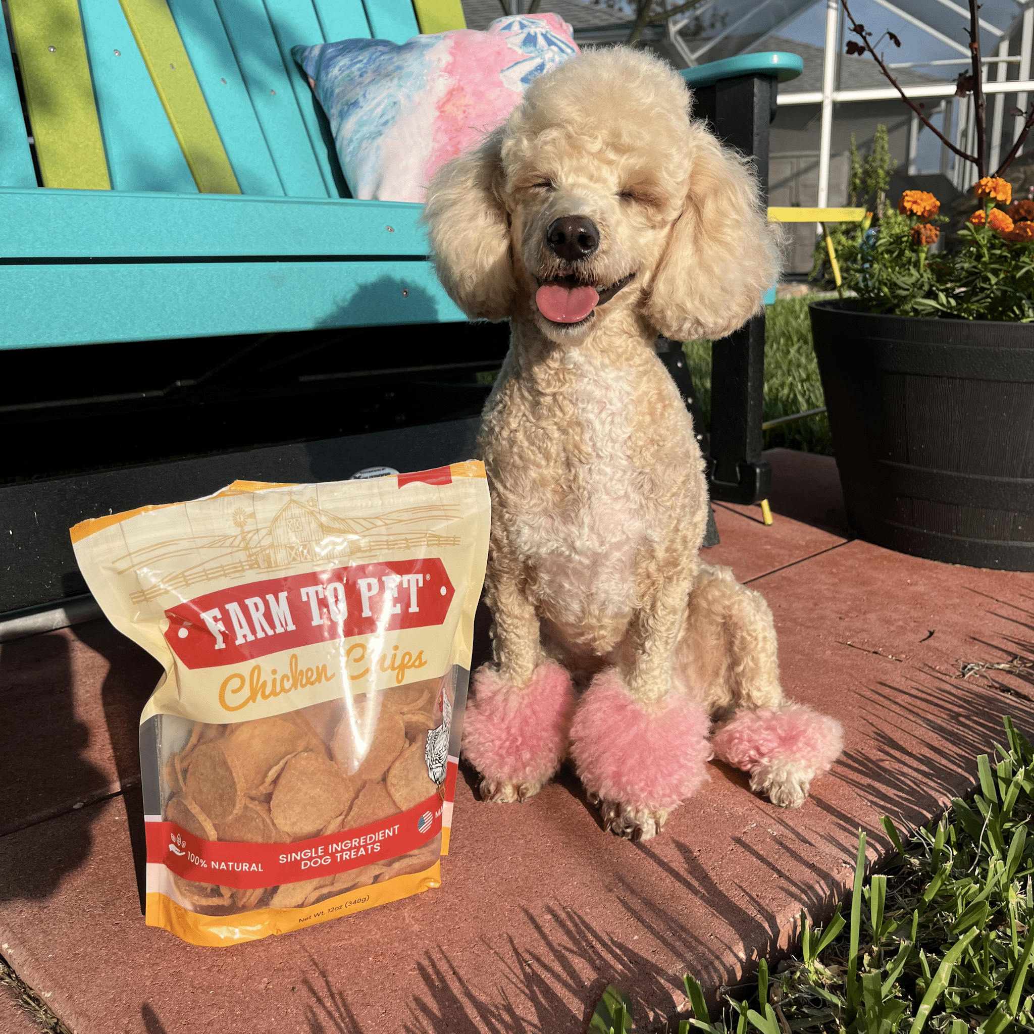 Product picture of 12 oz Farmto-pettreats Chicken Chips with a cute white poodle with pink paws.