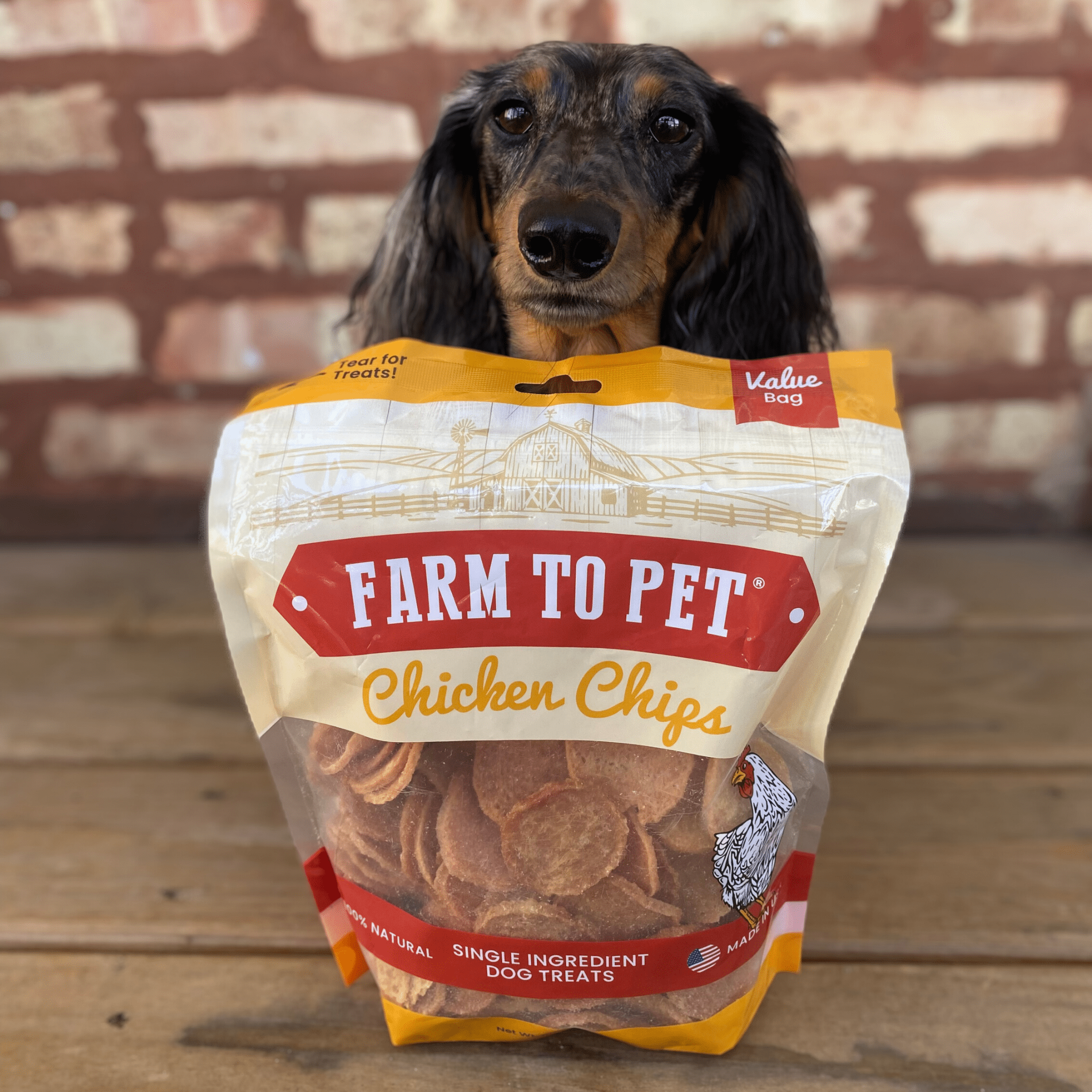 Product Picture of Farmto-pettreats Chicken Chips 12oz Bag and a cute brown and black dachshund pup.