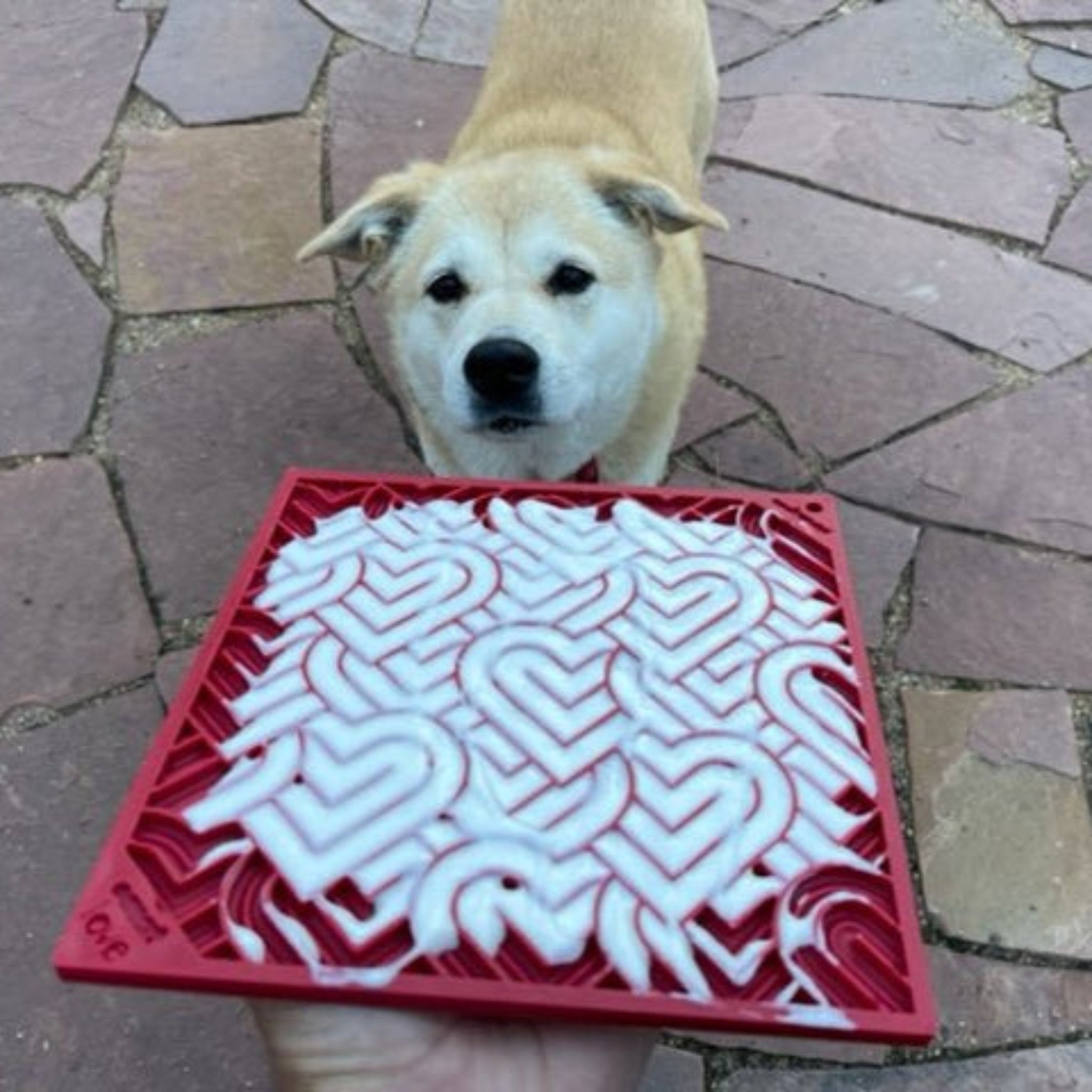 A Brown dog outside looking at a Farmto-pettreats and Sodapup Heart Lickmat filled with white yogurt.