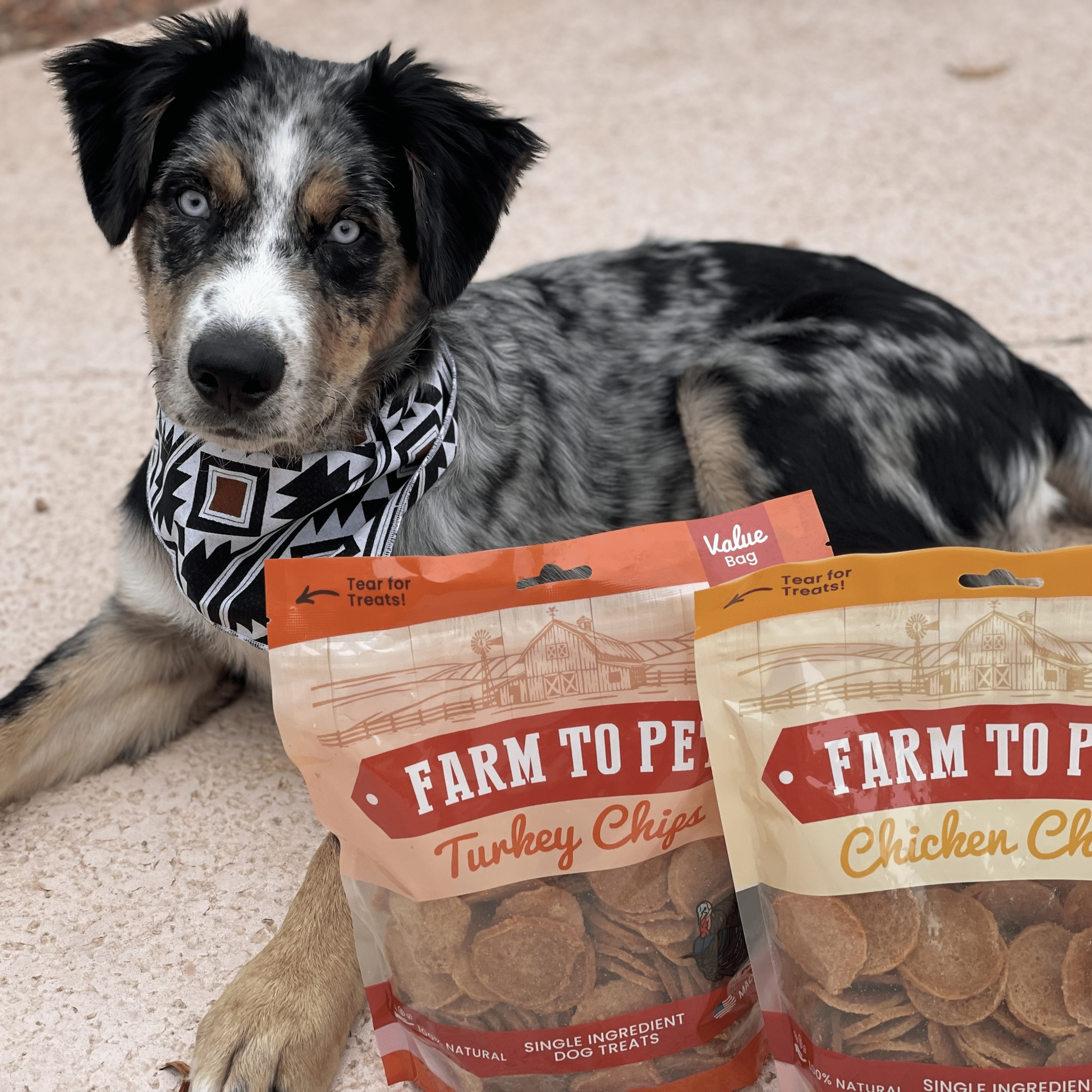 A black and grey dog laying down with two bags of Farmto-pettreats Turkey and Chicken 12 oz. Bags.