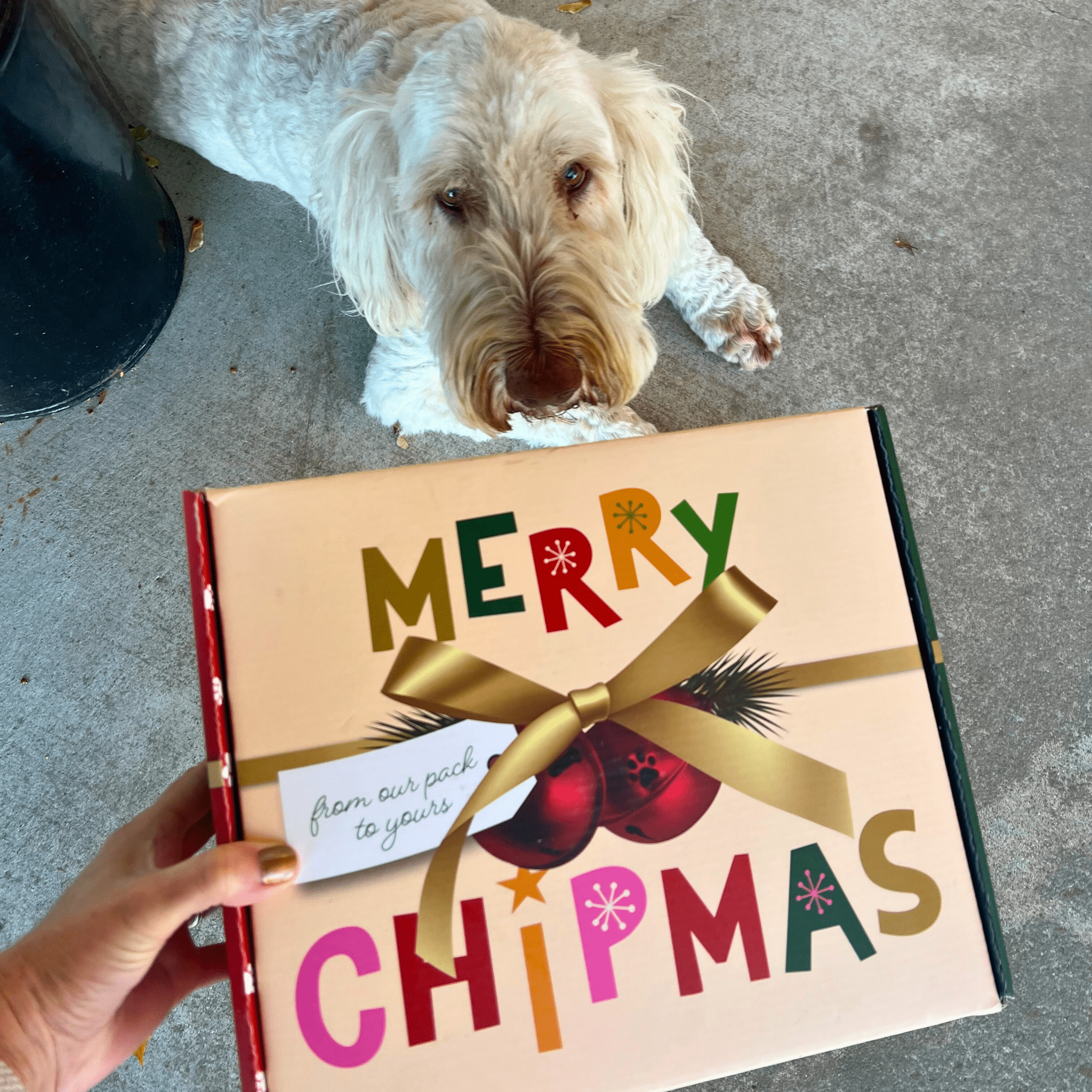 Dog lying on the ground next to a gift box with 'Merry Chipmas' text from Farmto-pettreats.