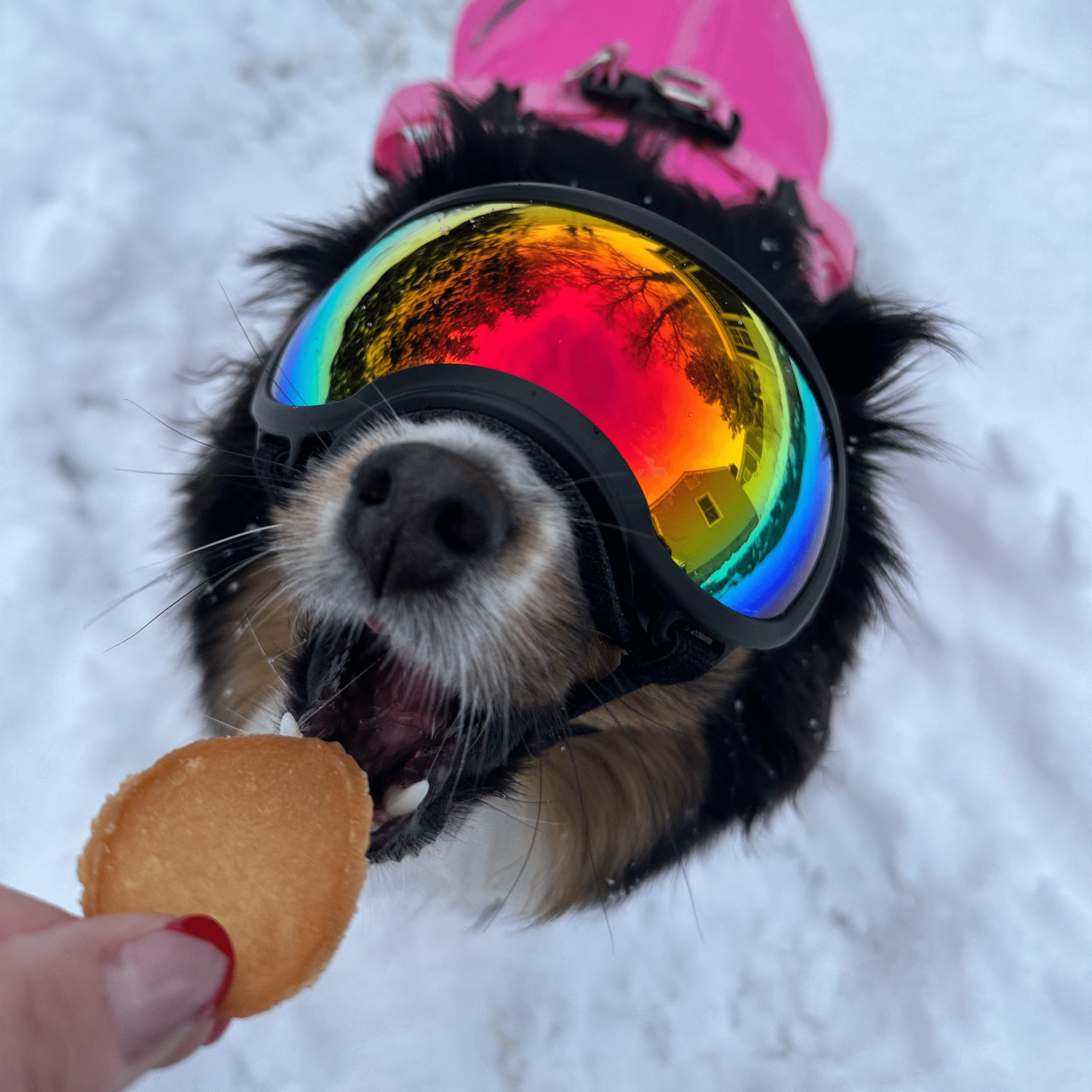 Dog wearing colorful goggles in the snow with a Farmto-pettreats Chicken Chip held by a hand