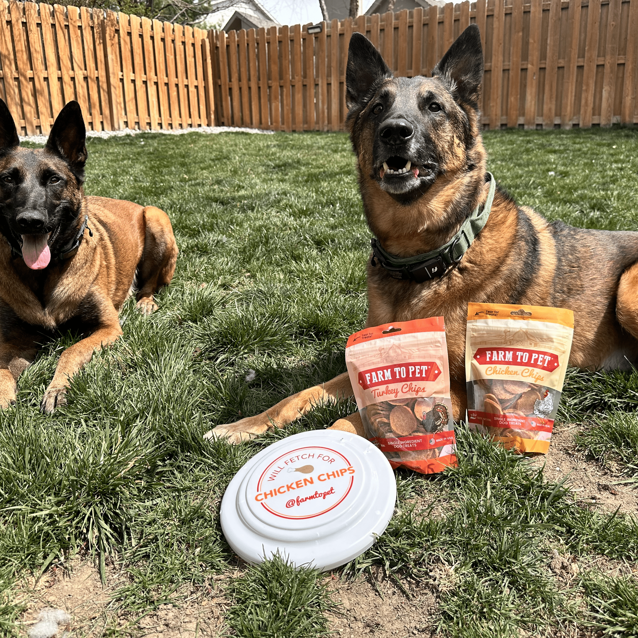 Two German Shepherds laying outdoors with a Farmto-pettreats Frisbee and Turkey and Chicken Chip bags. 