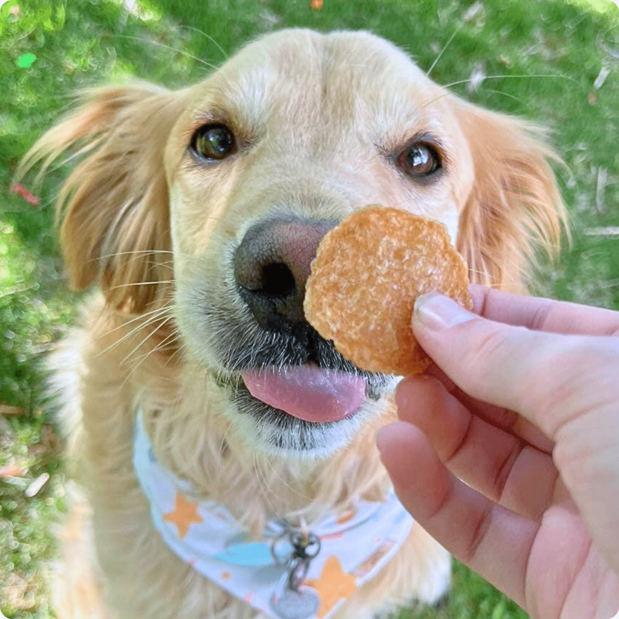 Golden Retriever dog with Farmto-pettreats Chicken Chip eating it outside.