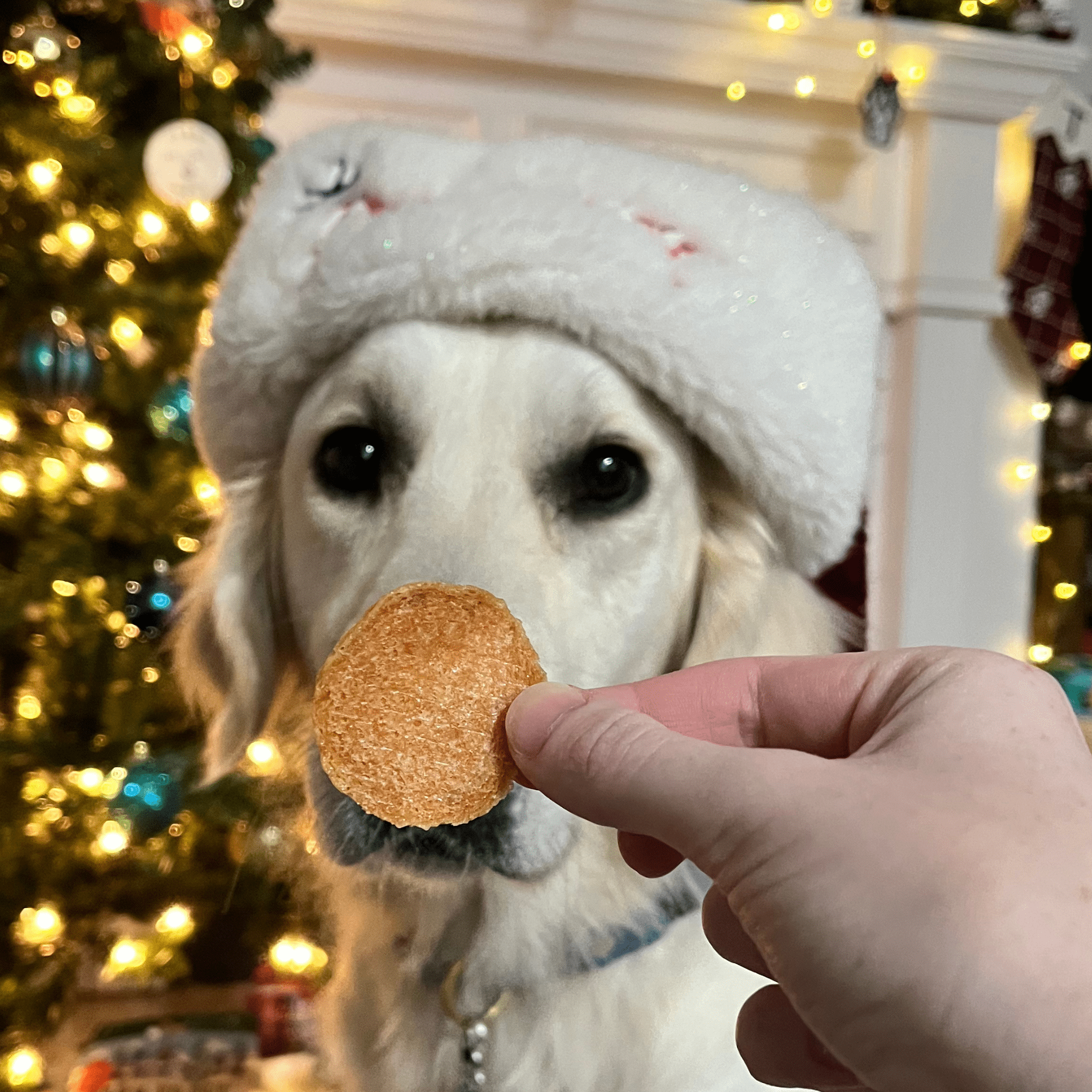 Dog wearing a festive hat with a person holding a Farmto-pettreats dog treat in front of it, Christmas tree in the background