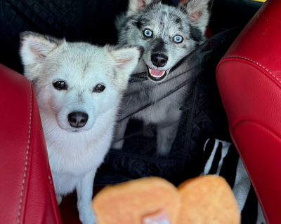 Meeko & Reign