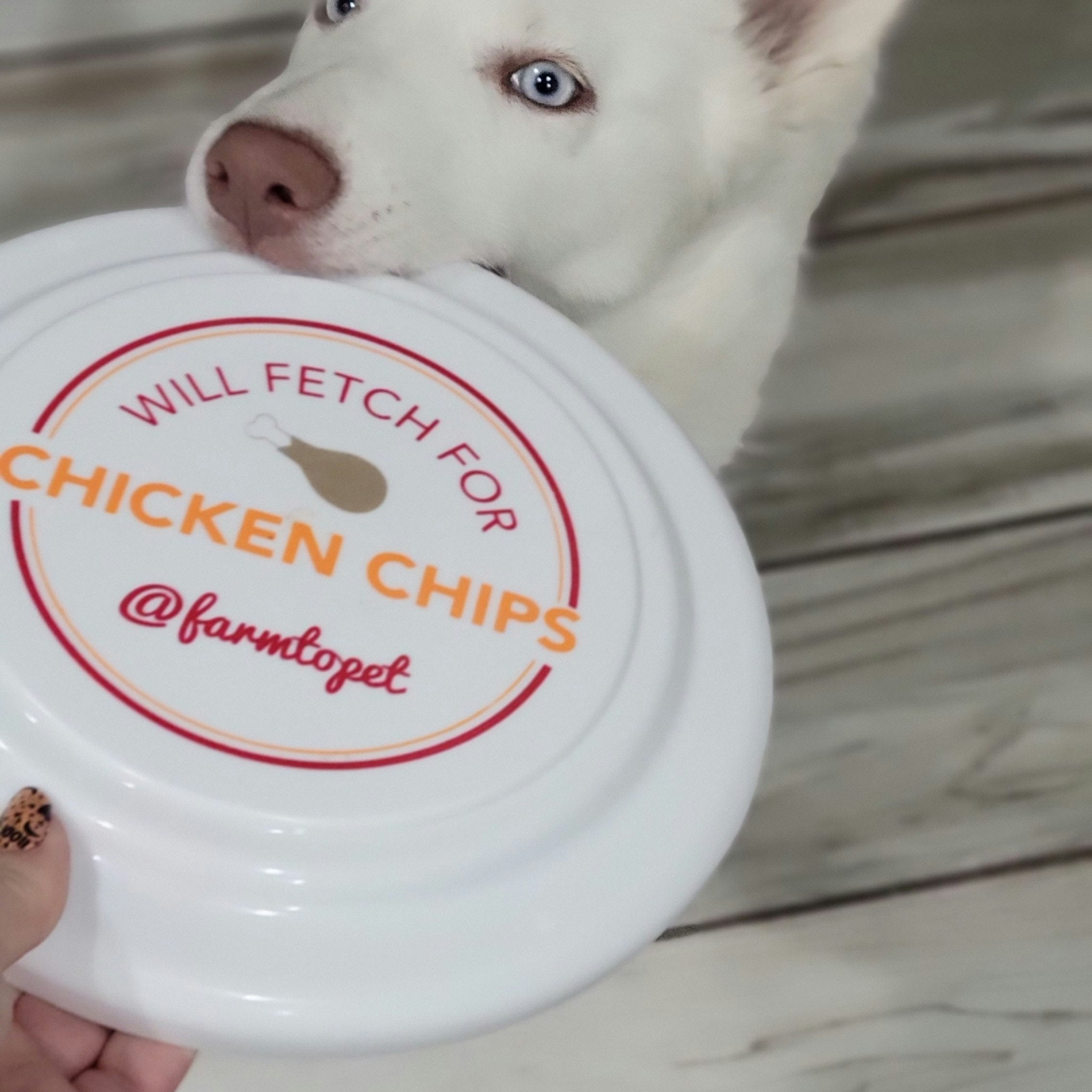 dog with chicken chips frisbee 
