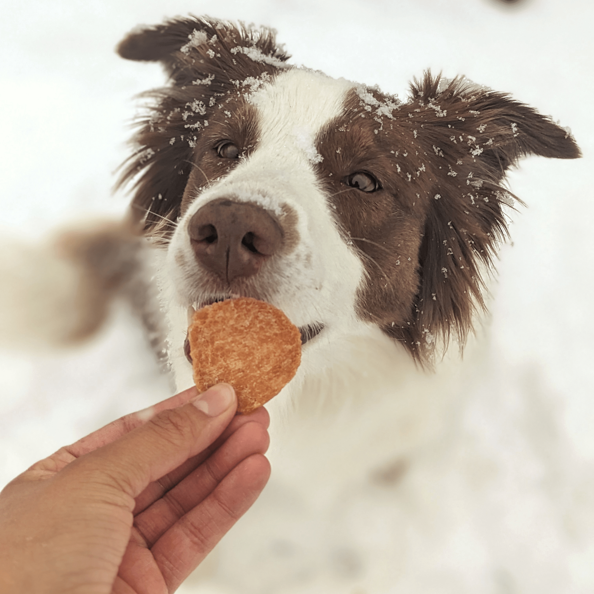 Dog with a Farmto-pettreats Chicken treat in the snow