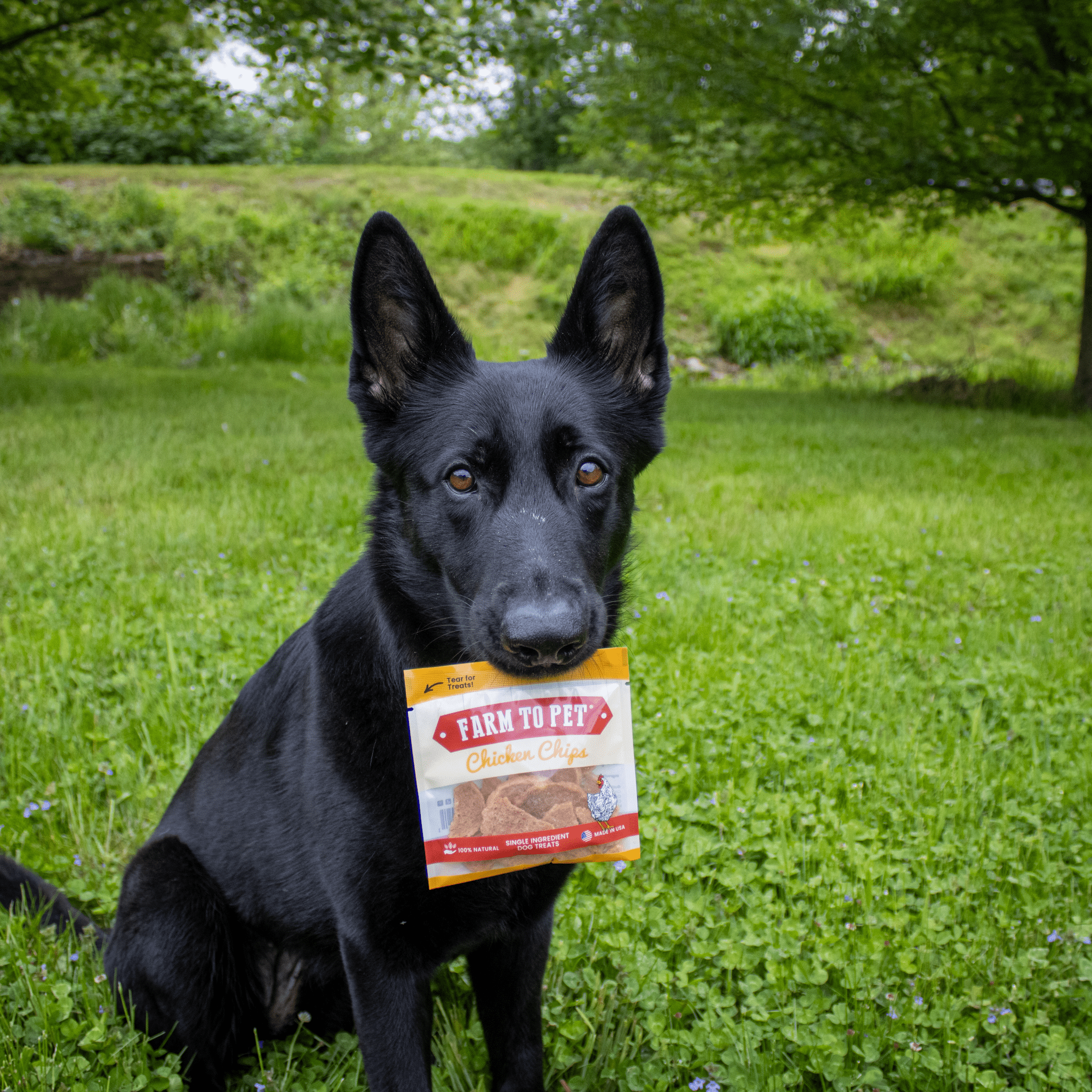 Product Picture of Farmto-pettreats Chicken Chip snack pack with a black cute dog biting it sitting in a green grass outdoorsy place.