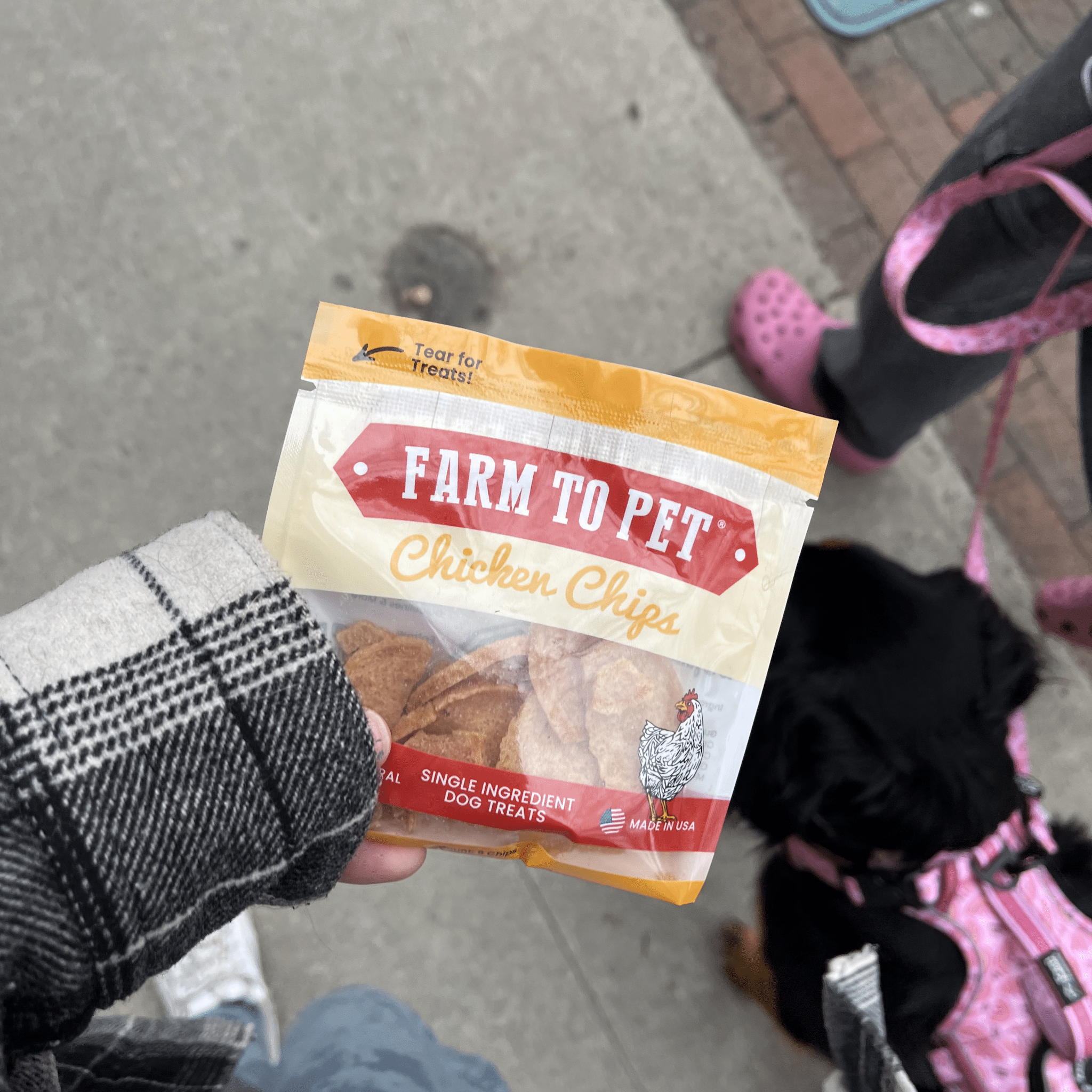 Product Picture of Farmto-pettreats Chicken Chip snack pack with a hand holding it in front of a black dog with pink leash outside for a walk.