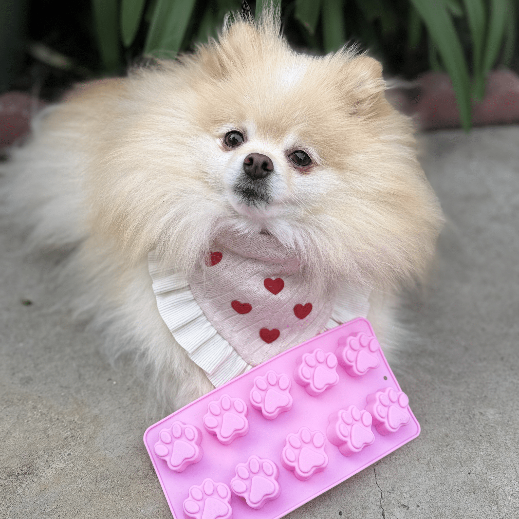 Pet Treat Molds - Farmto-pettreats