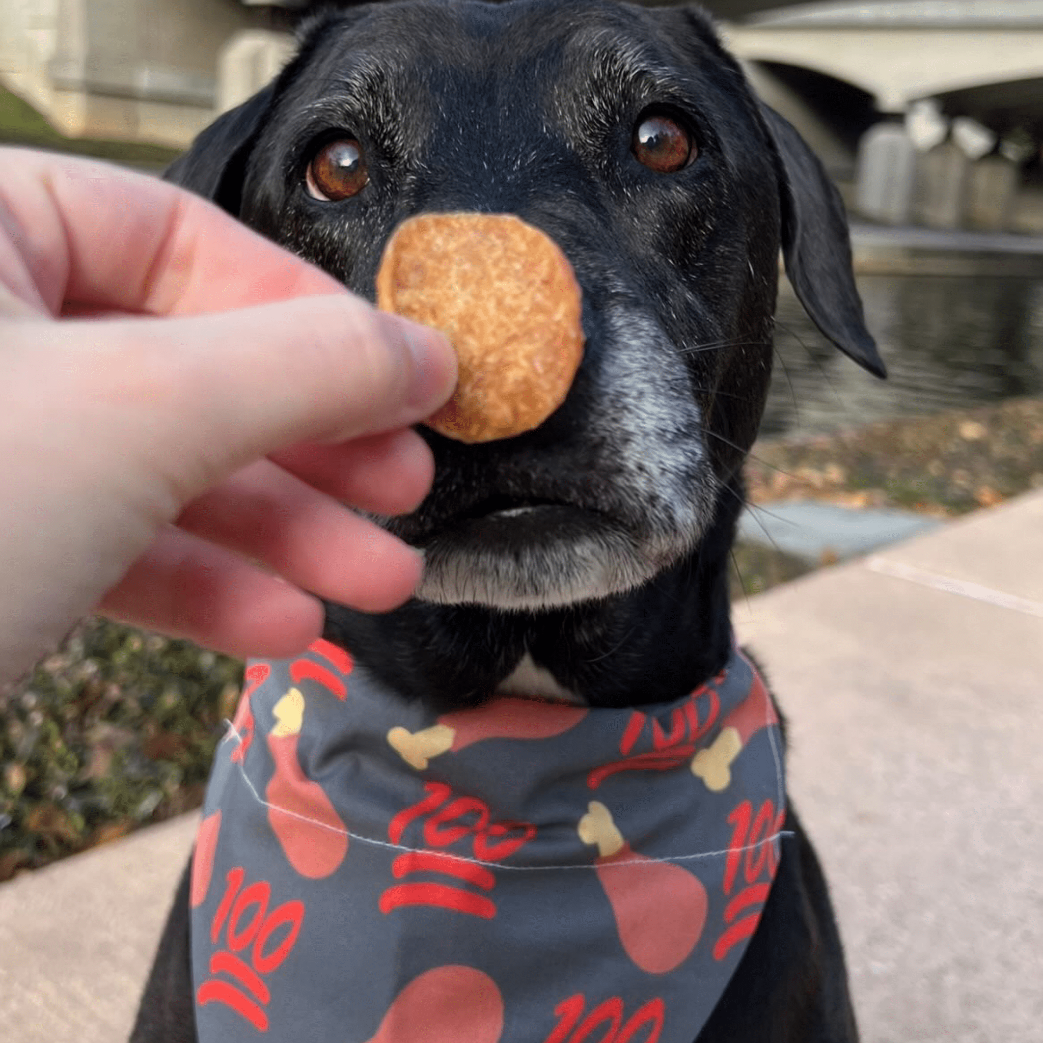 Farmto-pettreats 100% Chicken Dog Bandana