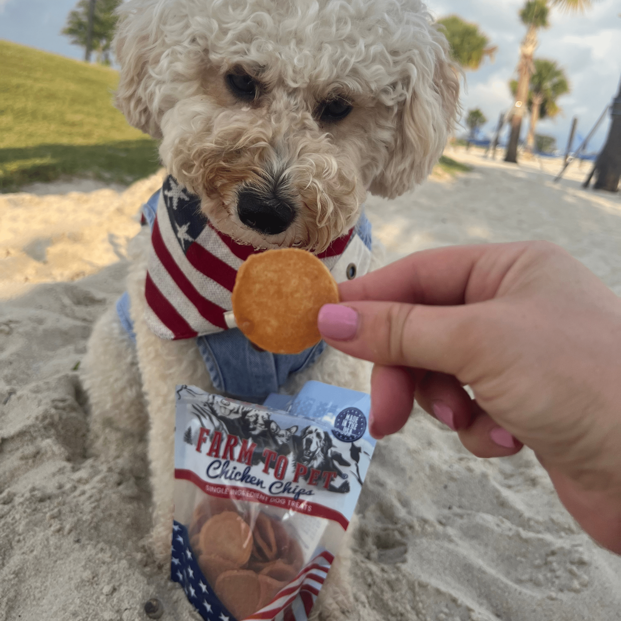 White Goldendoodle staring at a Farmto-pettreats Chicken Chip out of an Americana bag in the sand. 